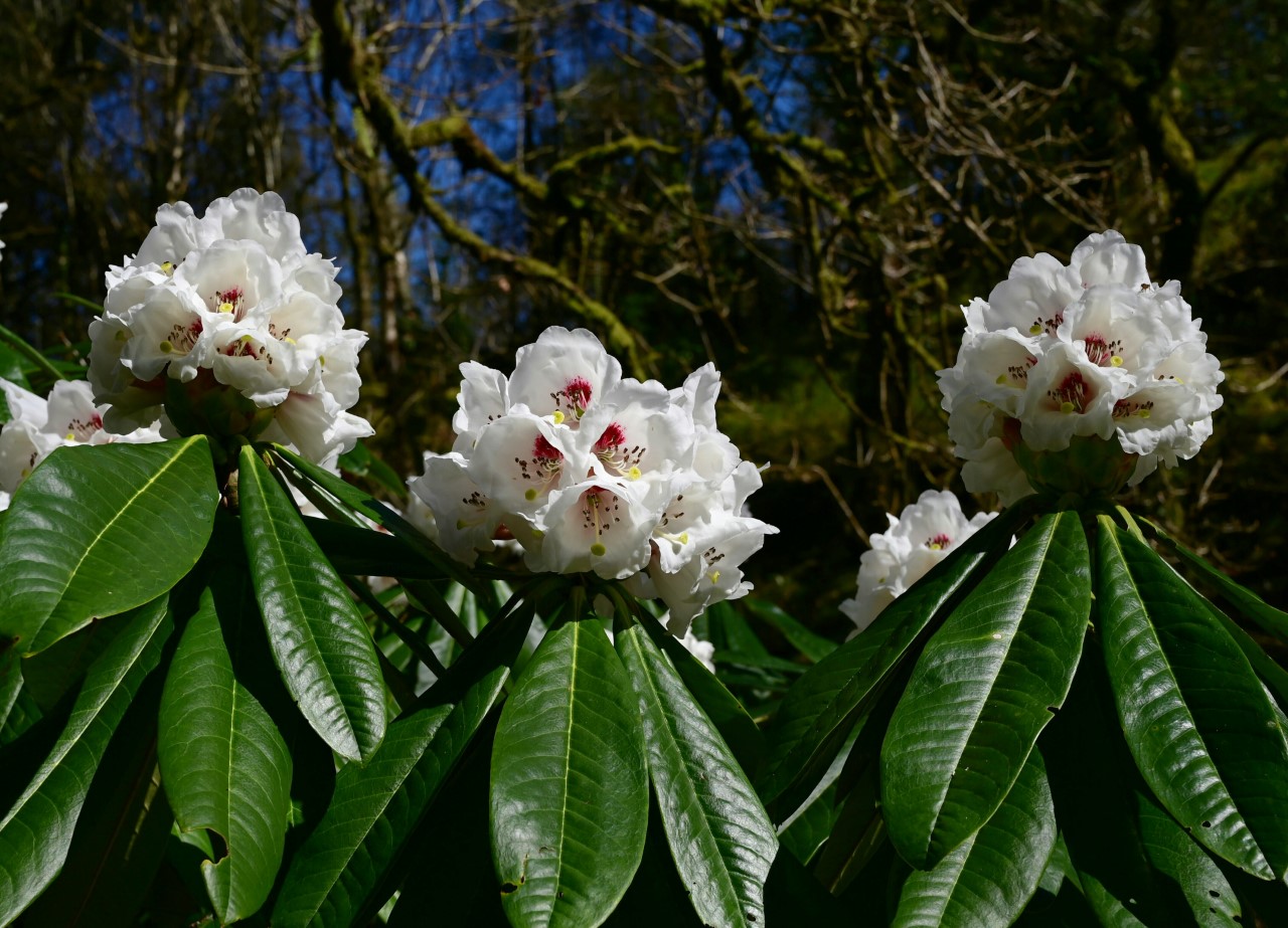 R. asterochnoum